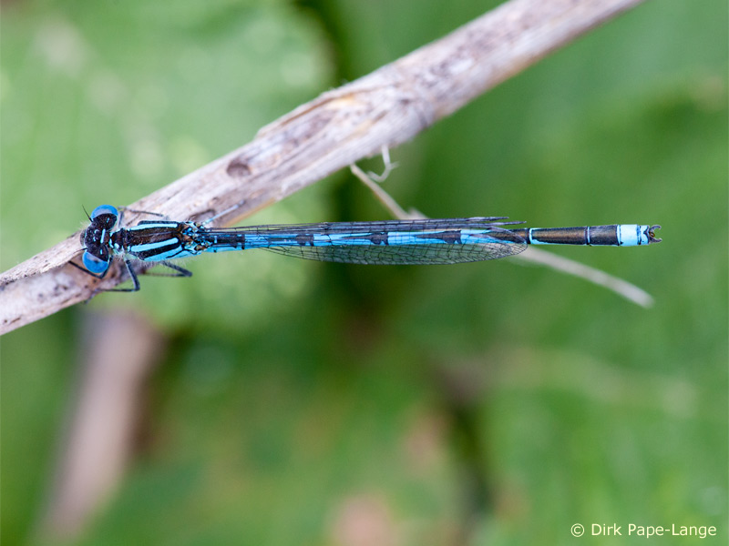 Erythromma lindenii - mâle